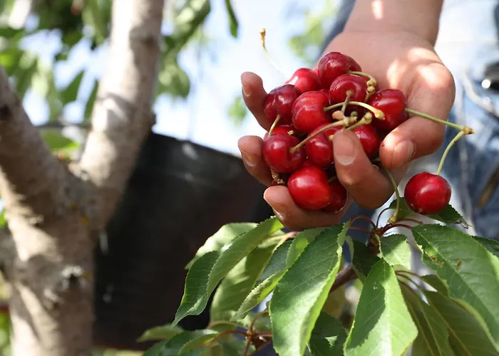 Iskra 2 Apartment Split